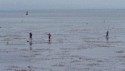 Paddle boarders in the kelp
